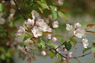 Garden of Eden with blooming apple trees - closeup.