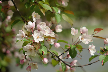 Naklejka na ściany i meble Garden of Eden with blooming apple trees - closeup.