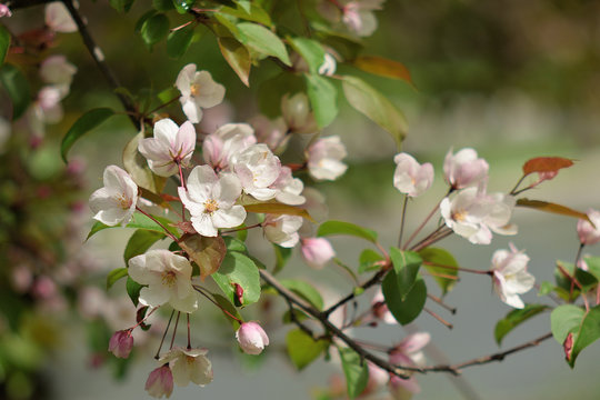 Garden of Eden with blooming apple trees - closeup. © Константин Занятных