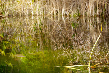 Plantas en el lago