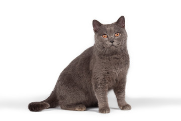 Cat on white background.