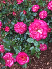 bouquet of pink roses