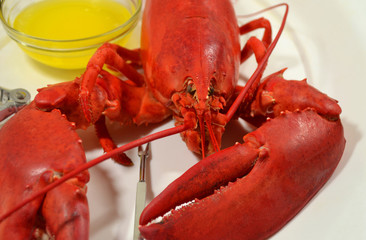 Steamed Lobster Served with Melted Butter