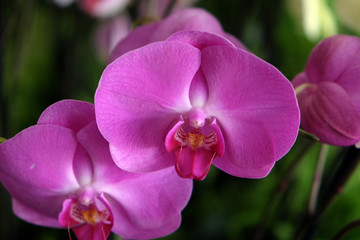 Obraz na płótnie Canvas Orchid flower