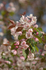 Garden of Eden with blooming apple trees - closeup.