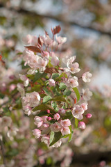 Garden of Eden with blooming apple trees - closeup.