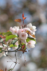 Garden of Eden with blooming apple trees - closeup.