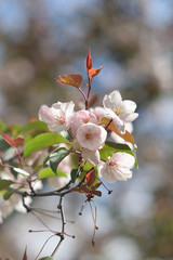 Garden of Eden with blooming apple trees - closeup.