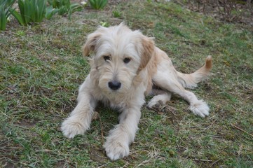 the dog is lying on the grass