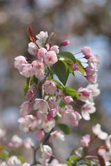 Garden of Eden with blooming apple trees - closeup.