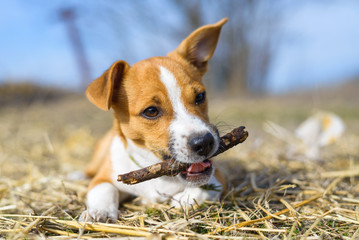 Puppy playing with a stick. Homeless dog. Small dog in the countryside.