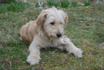 the dog is lying on the grass