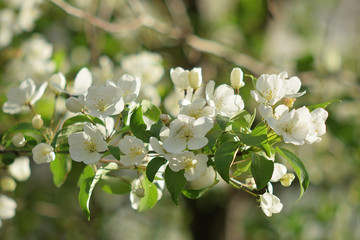 Garden of Eden with blooming apple trees - closeup.