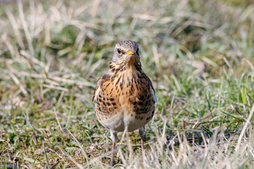 Fieldfare (Turdus pilaris) sitting on grass in early spring looking for food. Cute common funny thrush. Bird in wildlife.