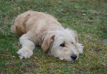 Naklejka na ściany i meble the dog is lying on the grass