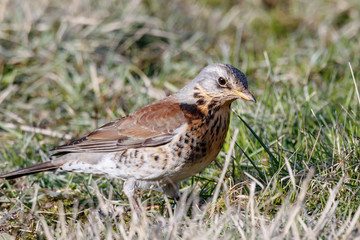 Fieldfare (Turdus pilaris) sitting on grass in early spring looking for food. Cute common funny thrush. Bird in wildlife.