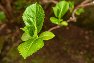 Sprout on brach of hydrangea