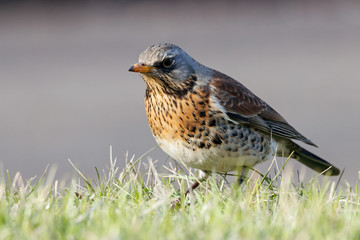 Fieldfare (Turdus pilaris) sitting on grass in early spring looking for food. Cute common funny thrush. Bird in wildlife.