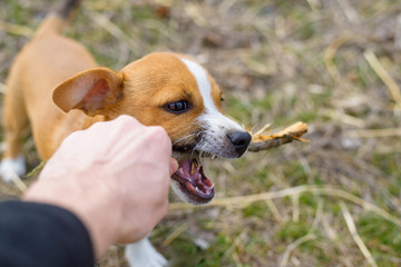 Puppy playing with a stick. Homeless dog. Small dog in the countryside.