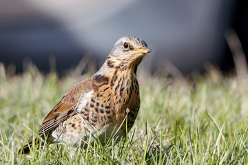 Fieldfare (Turdus pilaris) sitting on grass in early spring looking for food. Cute common funny thrush. Bird in wildlife.