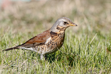 Fieldfare (Turdus pilaris) sitting on grass in early spring looking for food. Cute common funny thrush. Bird in wildlife.