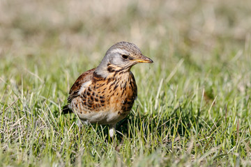 Fieldfare (Turdus pilaris) sitting on grass in early spring looking for food. Cute common funny thrush. Bird in wildlife.