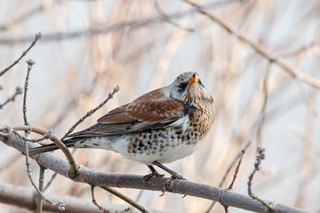 Fieldfare (Turdus pilaris) sitting on branch of bush. Cute common funny thrush. Bird in wildlife.
