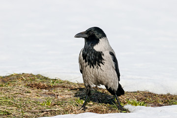 Hooded crow (Corvus cornix) sitting on ground on thawed patch on lawn in early spring looking for food. Common urban bird in wildlife.