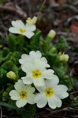 yellow spring flowers