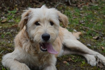 the dog is lying on the grass