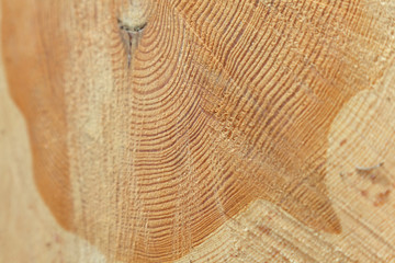 Freshly cut tree trunk