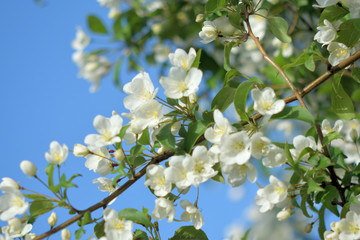 Garden of Eden with blooming apple trees - closeup.