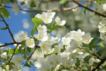 Garden of Eden with blooming apple trees - closeup.