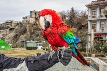 Parrot Ara in the city of Tbilisi.