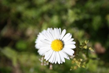 Obraz premium a brave candid and delicate daisy blooms in one of the first warm days of spring
