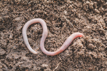 Earthworm in soil - closeup shot - Image