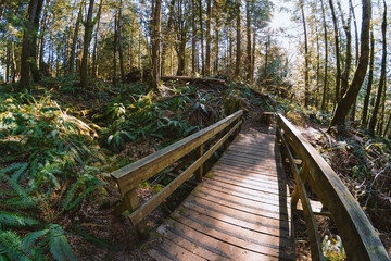 sun light and the rain forest in the pacific north west on Bowen Island BC Canada close to Vancouver.