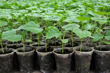 Growing seedlings of cucumbers in plastic pots