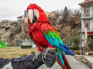 Parrot Ara in the city of Tbilisi.