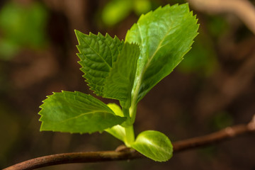 Sprout on brach of hydrangea