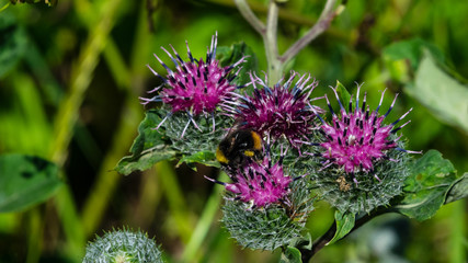 Bumblebee on blooming wooly or downy burdock, arctium tomentosum, macro, selective focus, shallow DOF