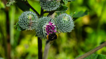 Bumblebee on blooming wooly or downy burdock, arctium tomentosum, macro, selective focus, shallow...
