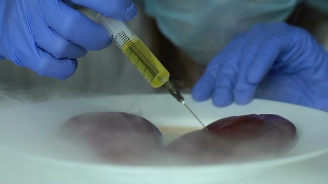 Lab assistant injecting liquid in liver sample conducts product quality analysis