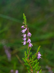 Wild Purple Common Heather or Calluna vulgaris blossom close-up, selective focus, shallow DOF