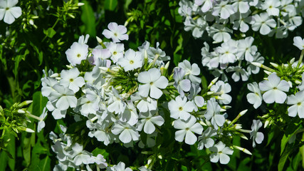White garden Annual phox or Phlox drummondii flowers at flowerbed close-up, selective focus, shallow DOF