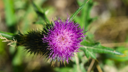 Spear thistle or Cirsium vulgare flower close-up against bokeh background, selective focus, shallow DOF