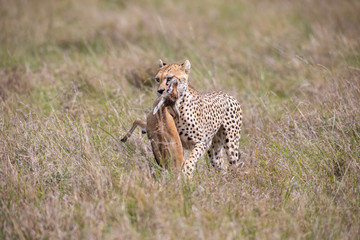 Cheetah with prey