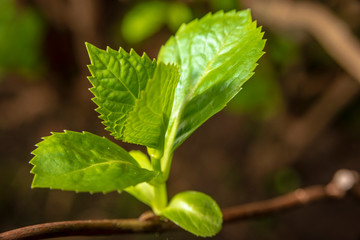 Sprout on brach of hydrangea