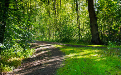 Fototapeta na wymiar Beautiful forest with bright sun shining through the trees. Gravel road through sunny green.