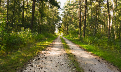 Fototapeta na wymiar Beautiful forest with bright sun shining through the trees. Gravel road through sunny green.
